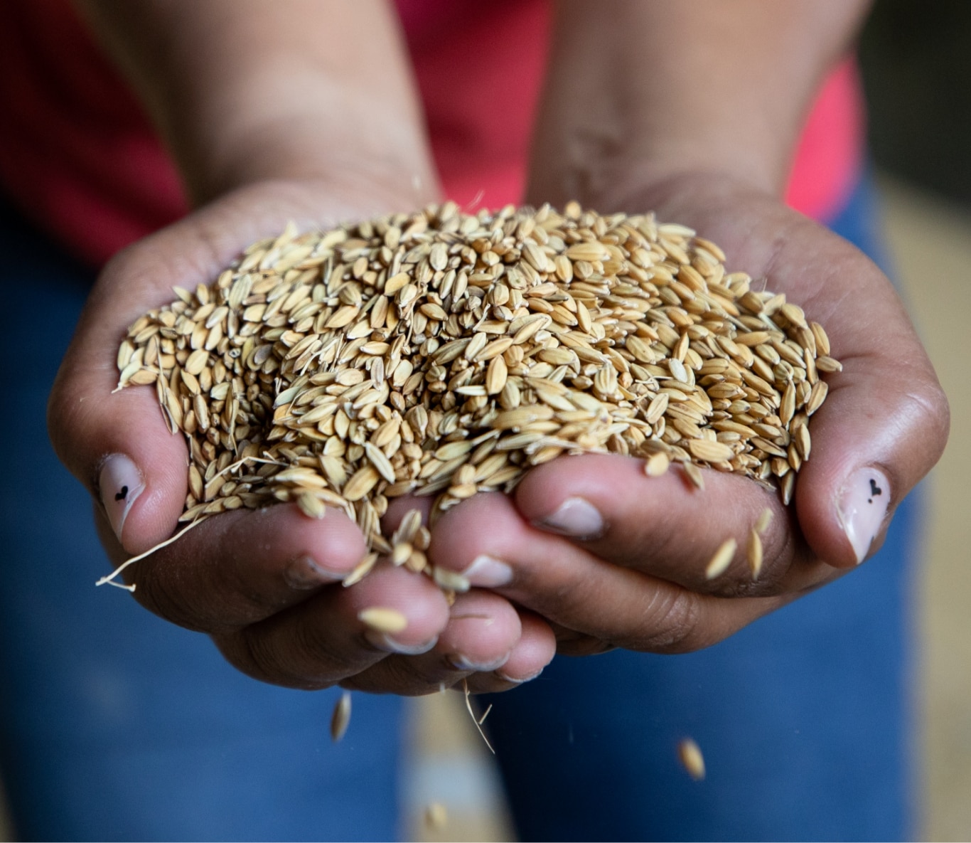hands holding wheat